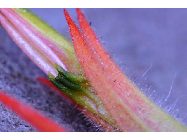 Castilleja miniata ssp. miniata (Giant red indian paintbrush) #70107