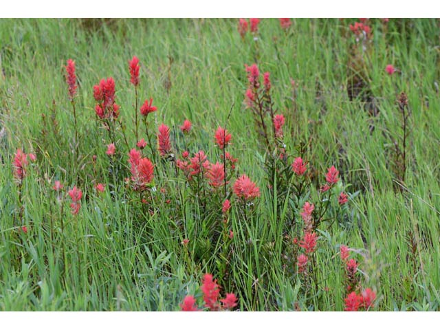 Castilleja miniata ssp. miniata (Giant red indian paintbrush) #70108