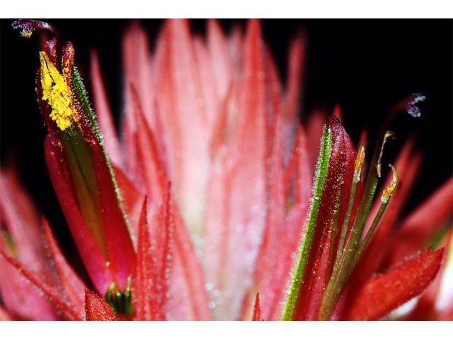 Castilleja miniata ssp. miniata (Giant red indian paintbrush) #70127