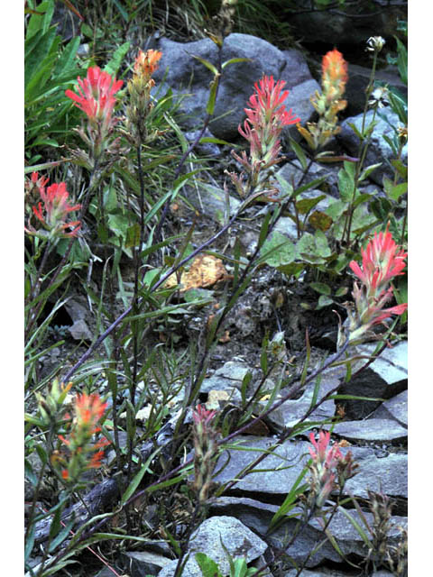 Castilleja miniata (Giant red indian paintbrush) #70134