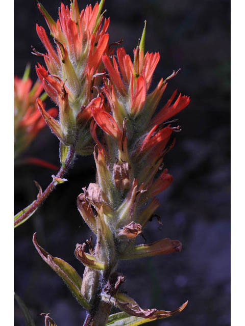 Castilleja miniata (Giant red indian paintbrush) #70136