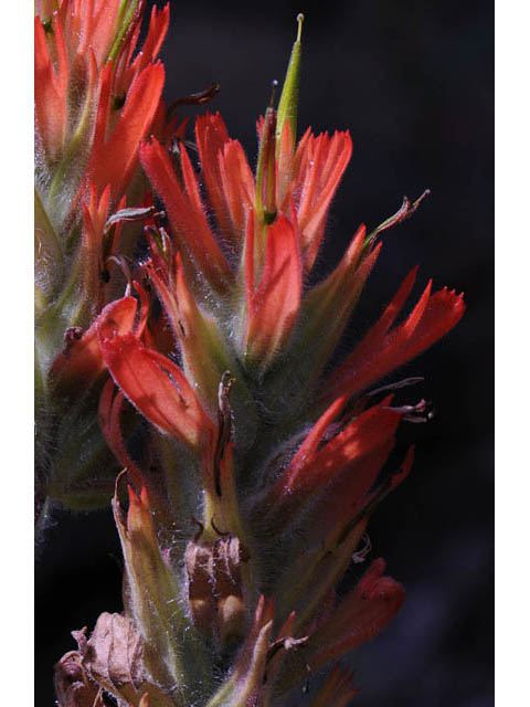 Castilleja miniata (Giant red indian paintbrush) #70137