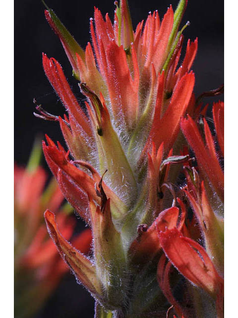 Castilleja miniata (Giant red indian paintbrush) #70138