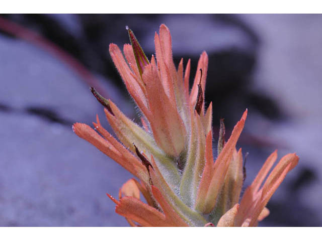 Castilleja miniata (Giant red indian paintbrush) #70140