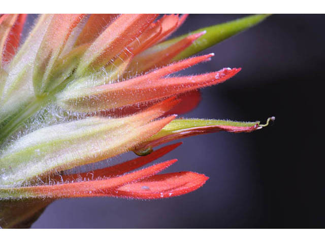 Castilleja miniata (Giant red indian paintbrush) #70142