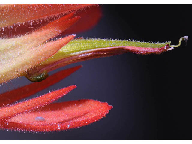 Castilleja miniata (Giant red indian paintbrush) #70145