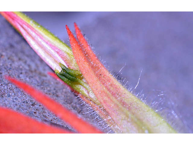 Castilleja miniata (Giant red indian paintbrush) #70147