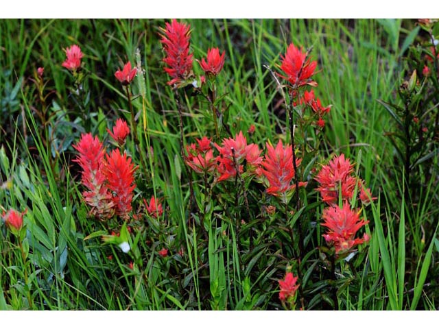 Castilleja miniata (Giant red indian paintbrush) #70150