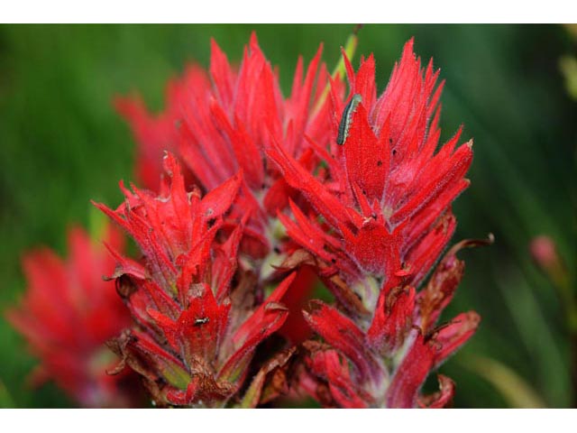 Castilleja miniata (Giant red indian paintbrush) #70152