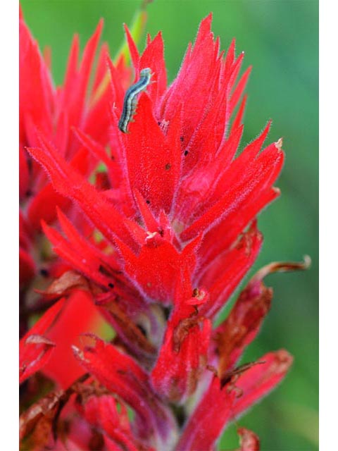 Castilleja miniata (Giant red indian paintbrush) #70153