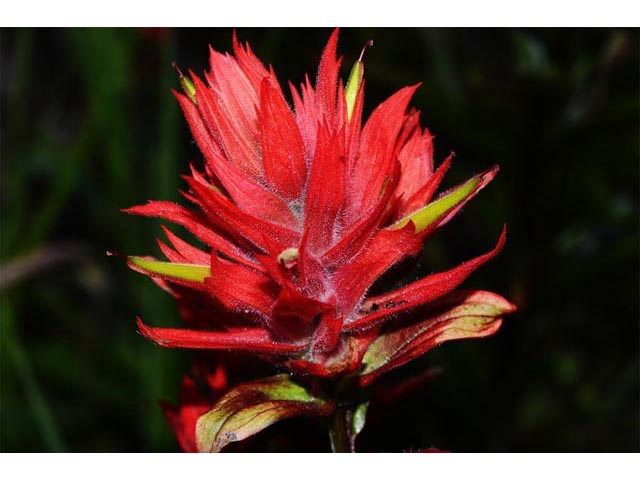 Castilleja miniata (Giant red indian paintbrush) #70154