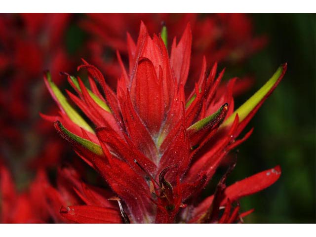 Castilleja miniata (Giant red indian paintbrush) #70155