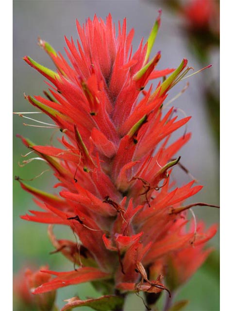 Castilleja miniata (Giant red indian paintbrush) #70157