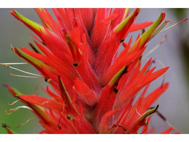 Castilleja miniata (Giant red indian paintbrush) #70158