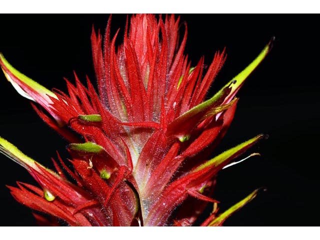 Castilleja miniata (Giant red indian paintbrush) #70159