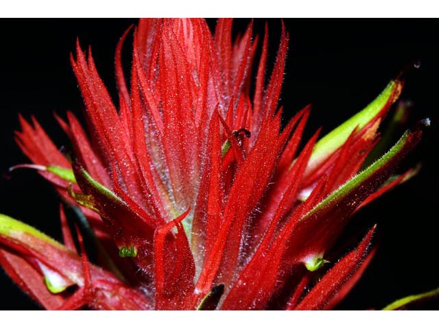 Castilleja miniata (Giant red indian paintbrush) #70160