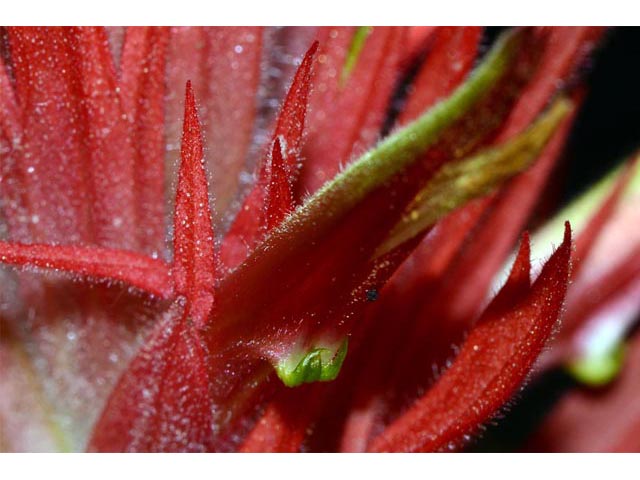 Castilleja miniata (Giant red indian paintbrush) #70162