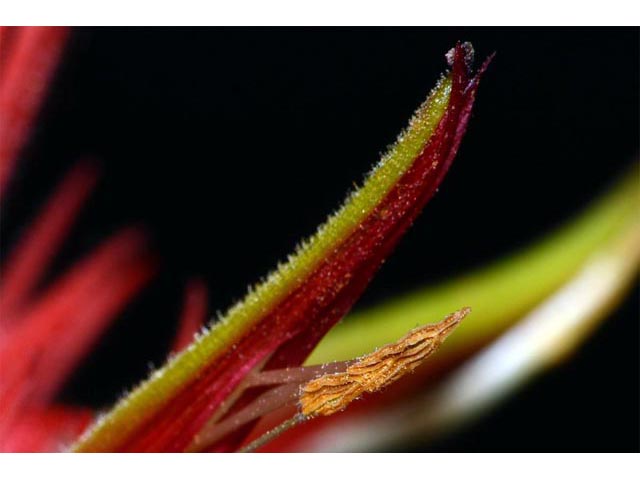 Castilleja miniata (Giant red indian paintbrush) #70164