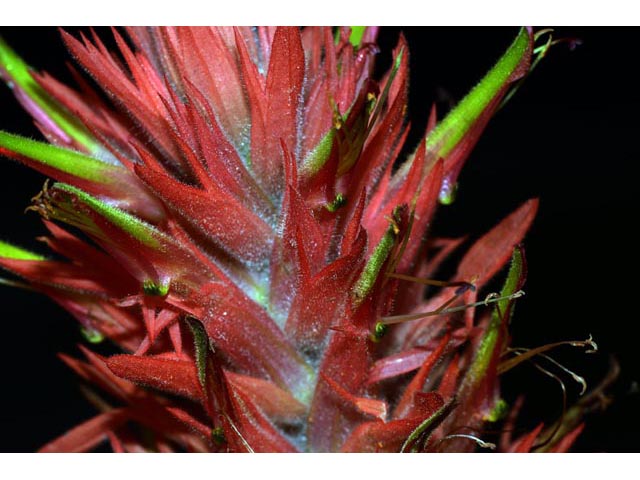 Castilleja miniata (Giant red indian paintbrush) #70165