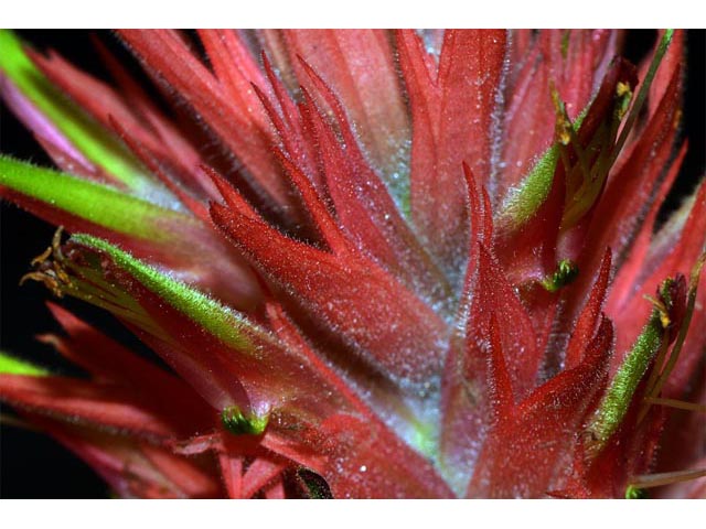 Castilleja miniata (Giant red indian paintbrush) #70166