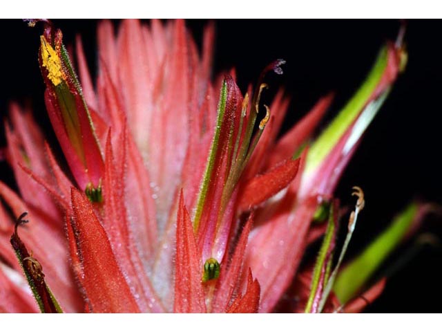 Castilleja miniata (Giant red indian paintbrush) #70167