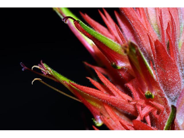 Castilleja miniata (Giant red indian paintbrush) #70169