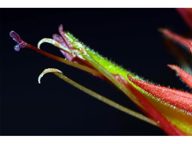 Castilleja miniata (Giant red indian paintbrush) #70170