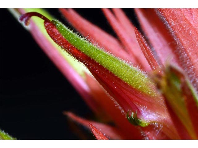 Castilleja miniata (Giant red indian paintbrush) #70171