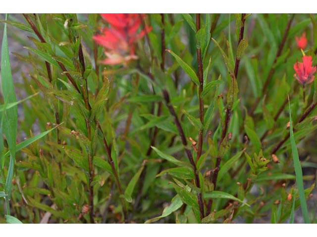 Castilleja miniata (Giant red indian paintbrush) #70172