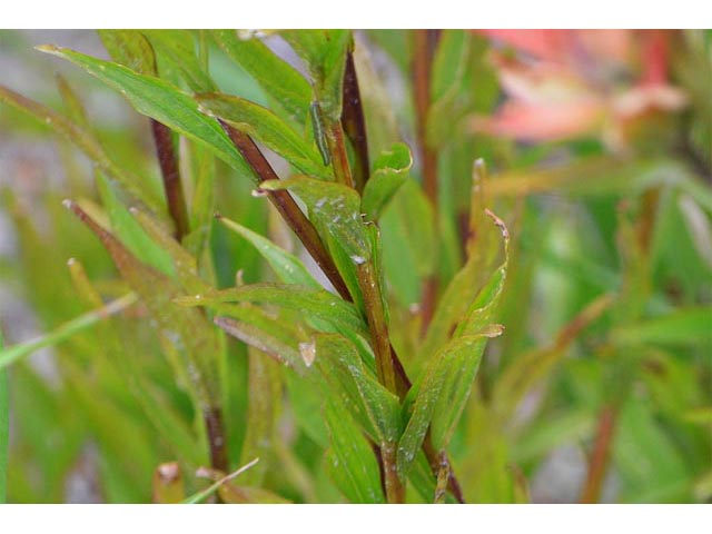 Castilleja miniata (Giant red indian paintbrush) #70173