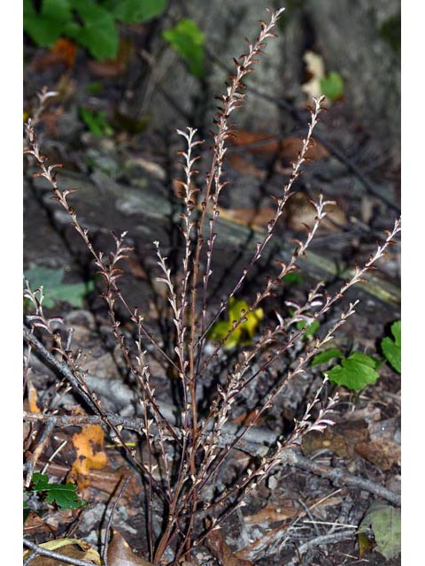 Epifagus virginiana (Beechdrops) #70292