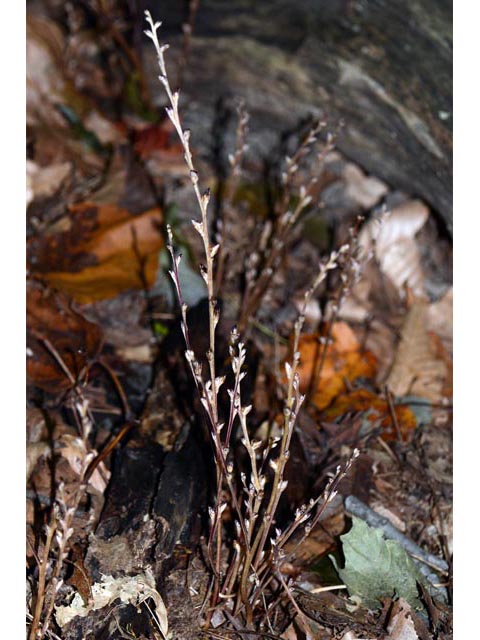 Epifagus virginiana (Beechdrops) #70294