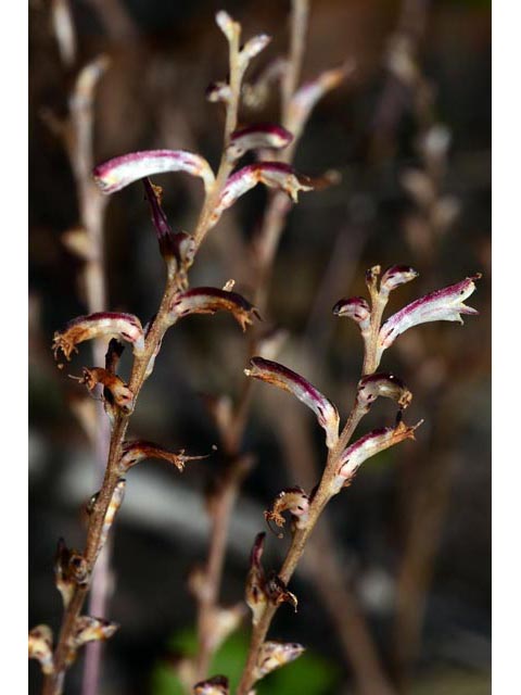 Epifagus virginiana (Beechdrops) #70296