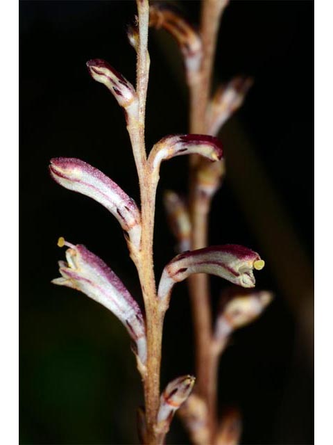 Epifagus virginiana (Beechdrops) #70298