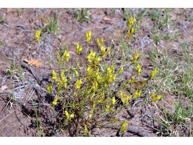 Orthocarpus luteus (Yellow owl's-clover) #70320