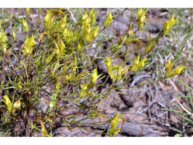 Orthocarpus luteus (Yellow owl's-clover) #70321