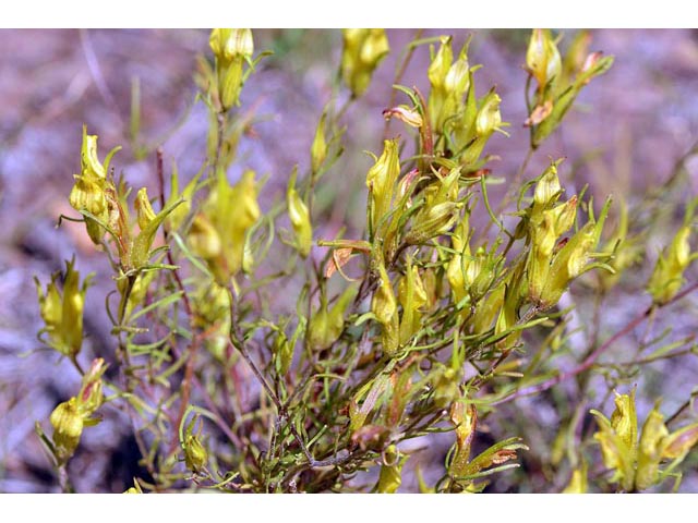 Orthocarpus luteus (Yellow owl's-clover) #70322