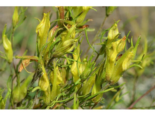 Orthocarpus luteus (Yellow owl's-clover) #70323