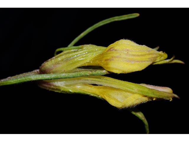 Orthocarpus luteus (Yellow owl's-clover) #70324