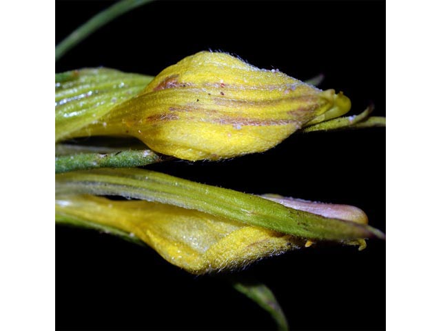 Orthocarpus luteus (Yellow owl's-clover) #70325