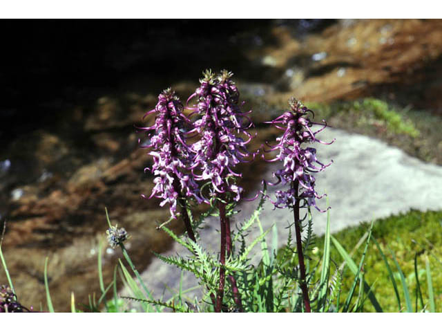 Pedicularis groenlandica (Elephanthead lousewort) #70331