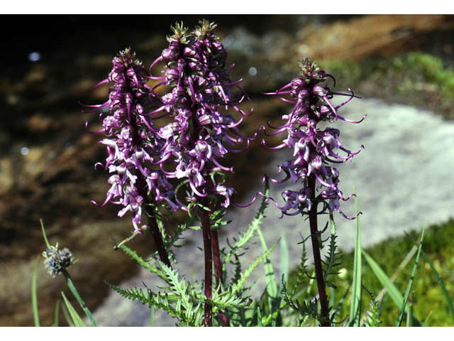 Pedicularis groenlandica (Elephanthead lousewort) #70332