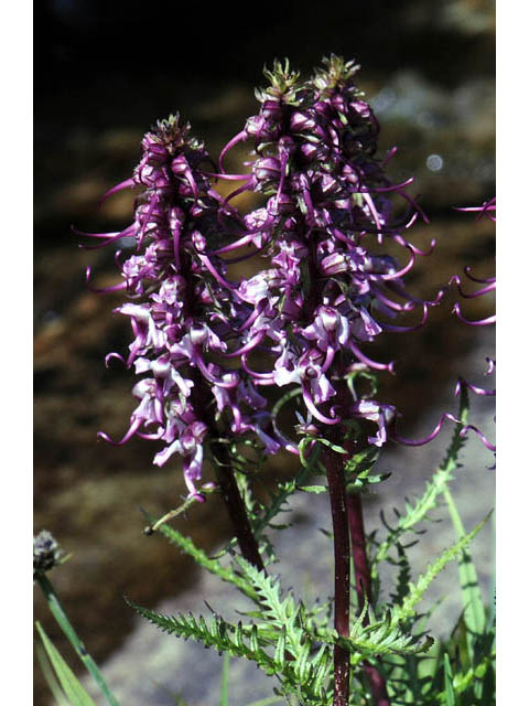 Pedicularis groenlandica (Elephanthead lousewort) #70333