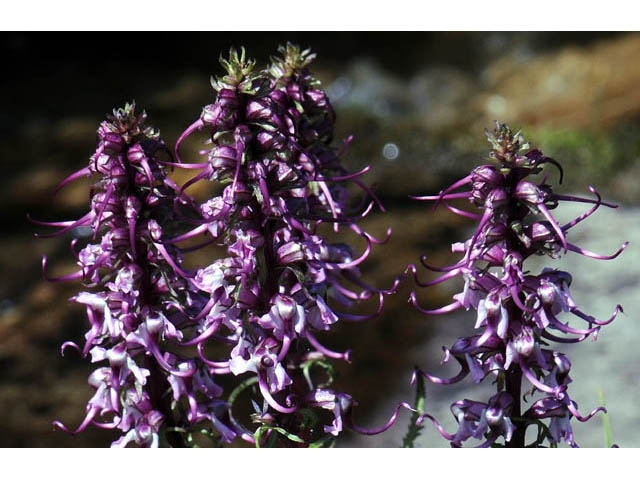 Pedicularis groenlandica (Elephanthead lousewort) #70334