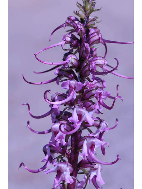 Pedicularis groenlandica (Elephanthead lousewort) #70335