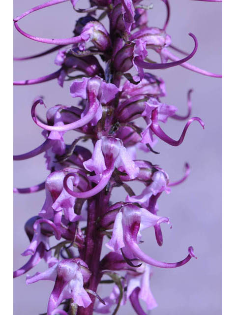 Pedicularis groenlandica (Elephanthead lousewort) #70342