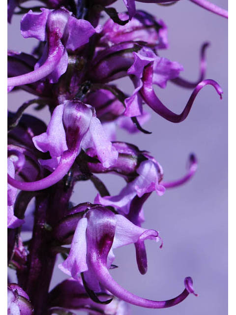 Pedicularis groenlandica (Elephanthead lousewort) #70344