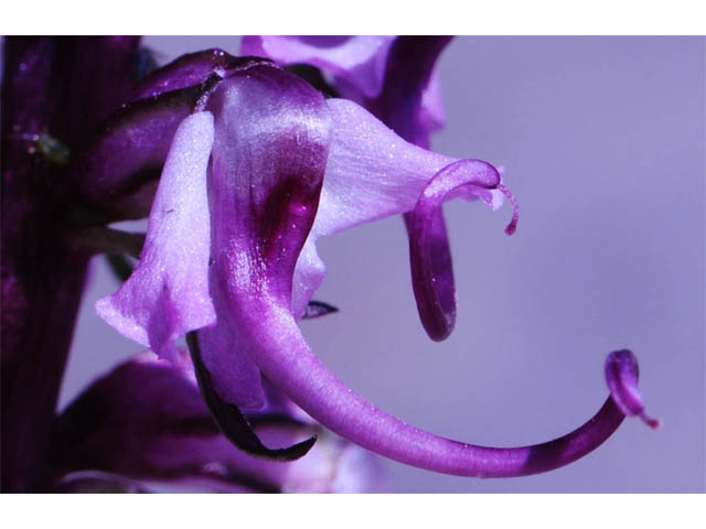 Pedicularis groenlandica (Elephanthead lousewort) #70346