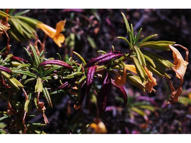 Diplacus aurantiacus (Orange bush monkeyflower) #70435