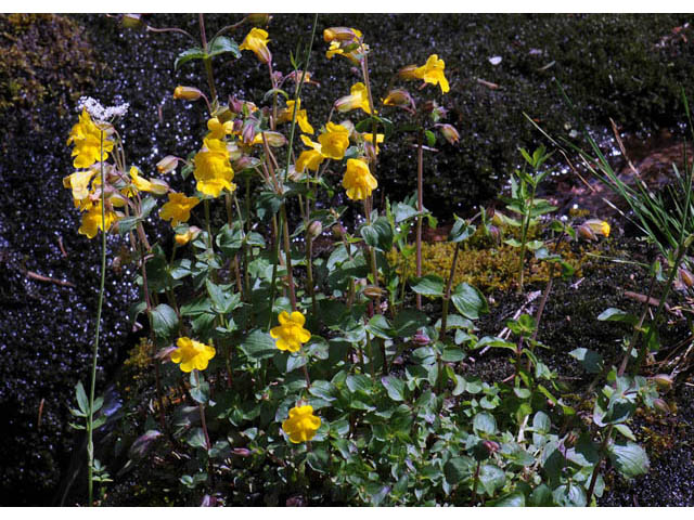 Mimulus guttatus (Yellow monkeyflower) #70450